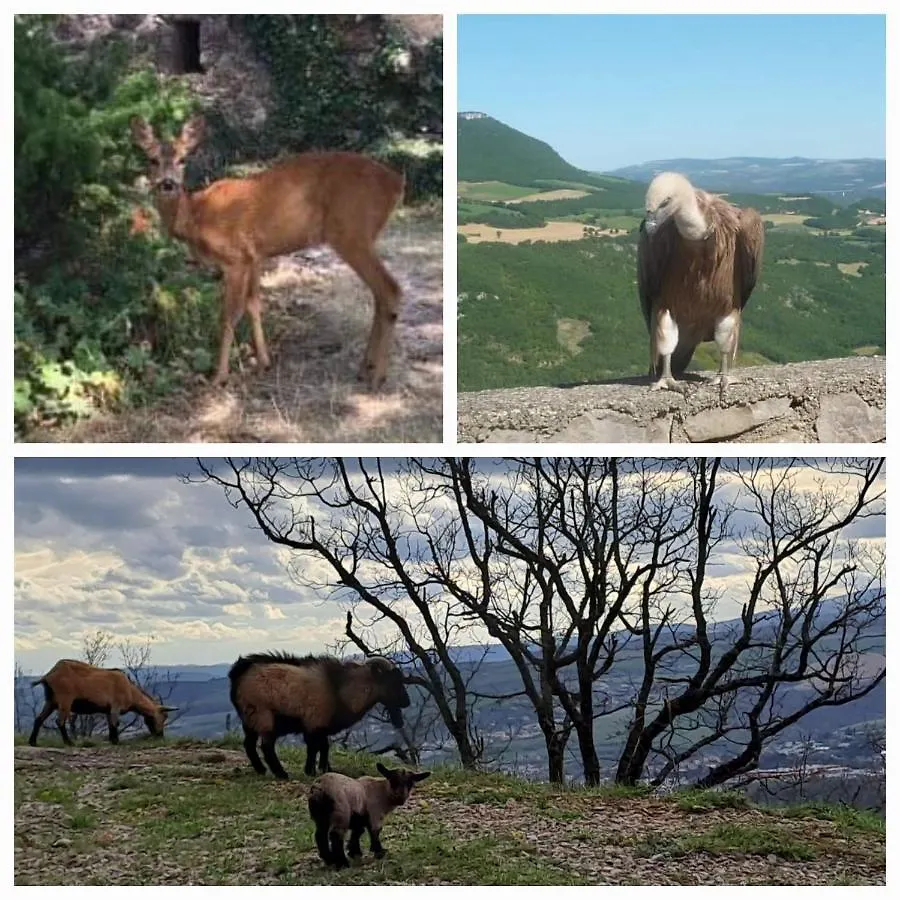 Hébergement de vacances Villa Le Passé Composé à Millau France